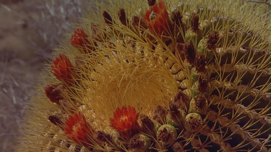 海洋绿洲 Ocean Oasis