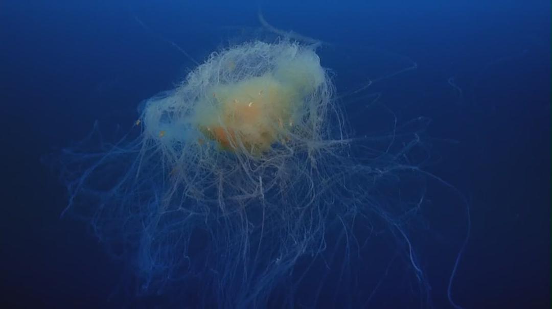 海洋绿洲 Ocean Oasis