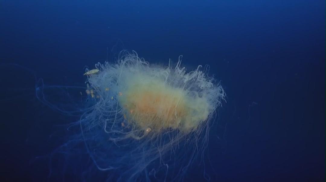 海洋绿洲 Ocean Oasis