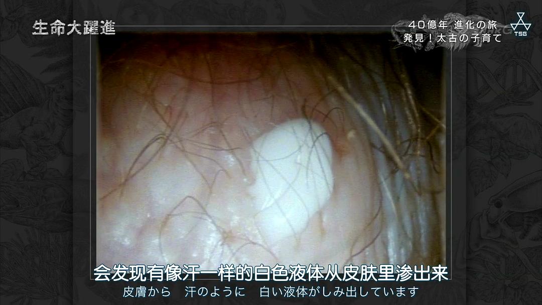 生命大跃进 生命大躍進