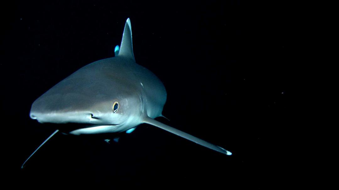 鲨鱼海洋 Sharkwater