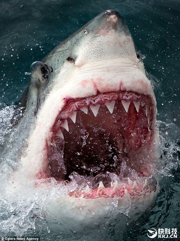 鲨鱼海洋 Sharkwater