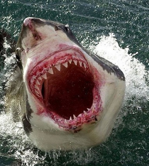 鲨鱼海洋 Sharkwater