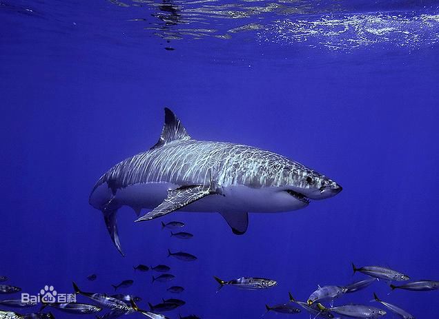 鲨鱼海洋 Sharkwater