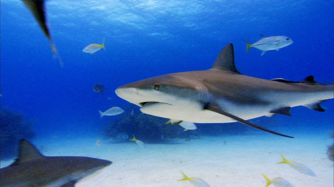 鲨鱼海洋 Sharkwater