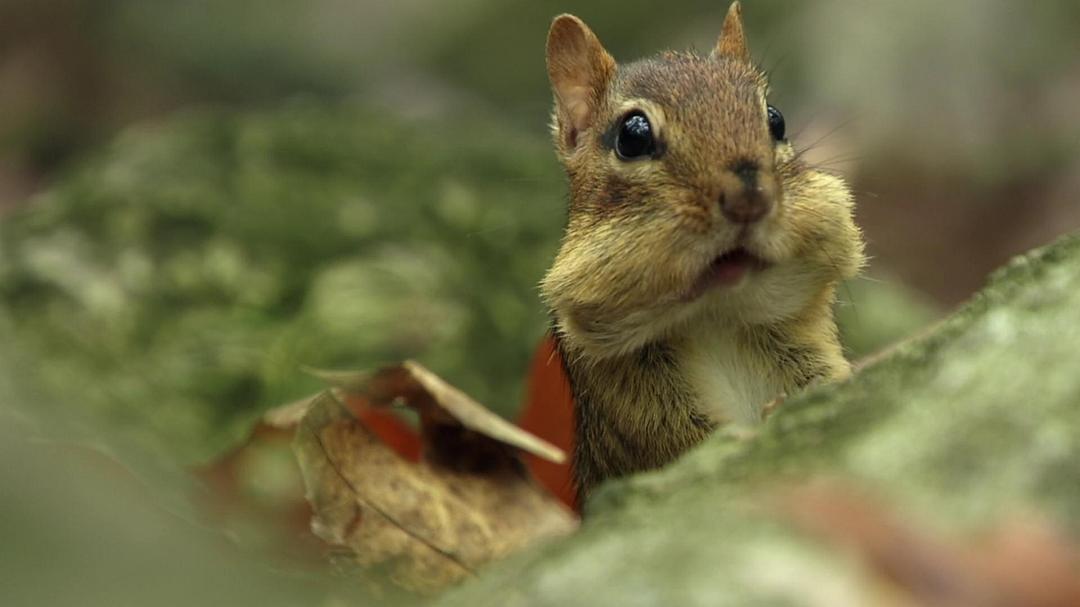 北美大地 North America