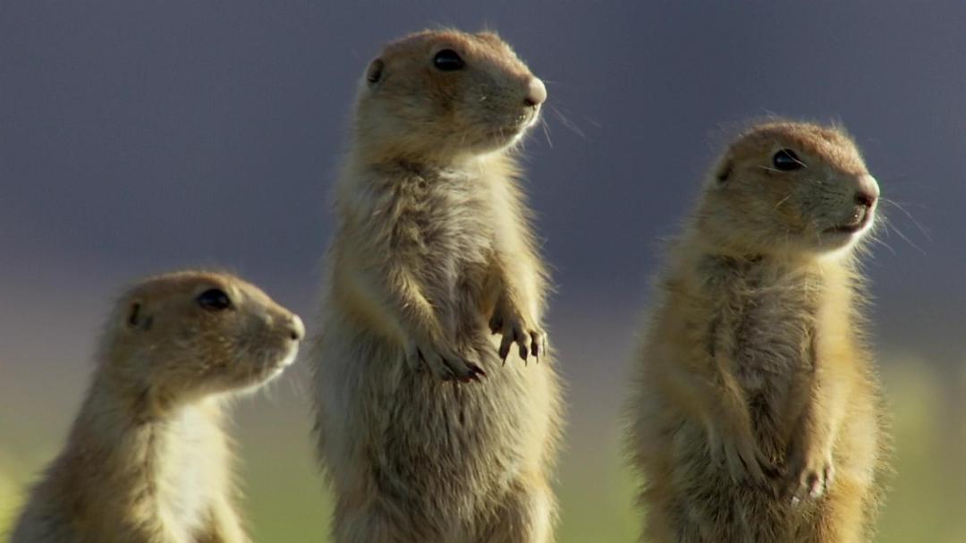 北美大地 North America