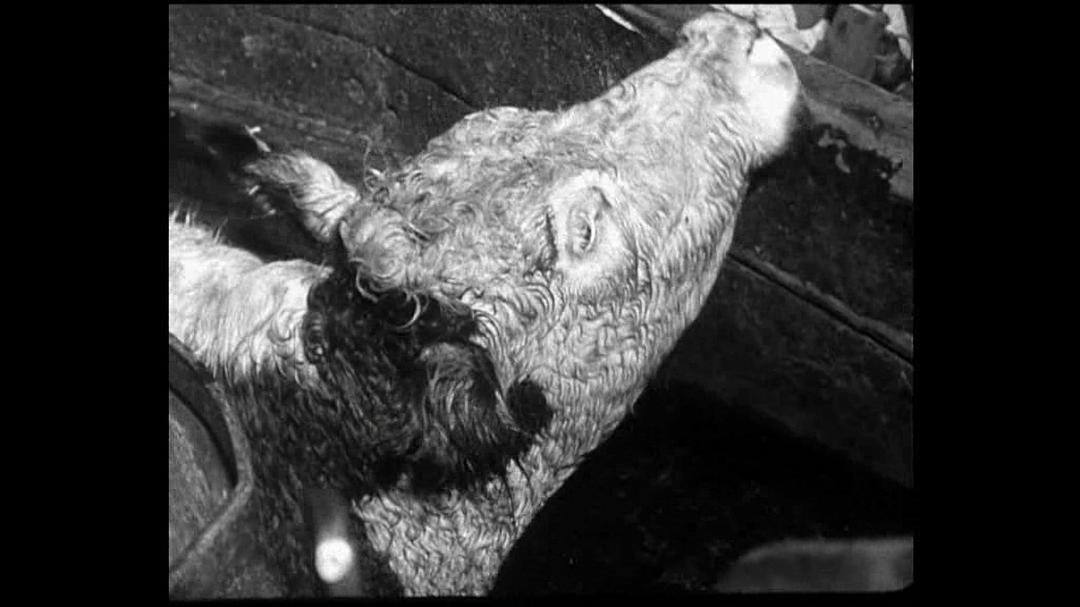 燃火的时刻 Hora de los hornos