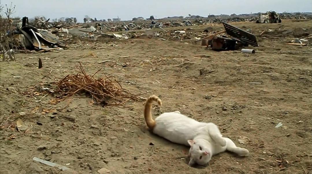 海啸与樱花 The Tsunami and the Cherry Blossom