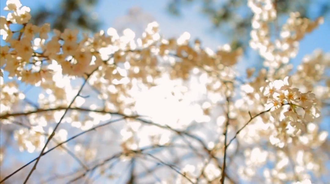 海啸与樱花 The Tsunami and the Cherry Blossom