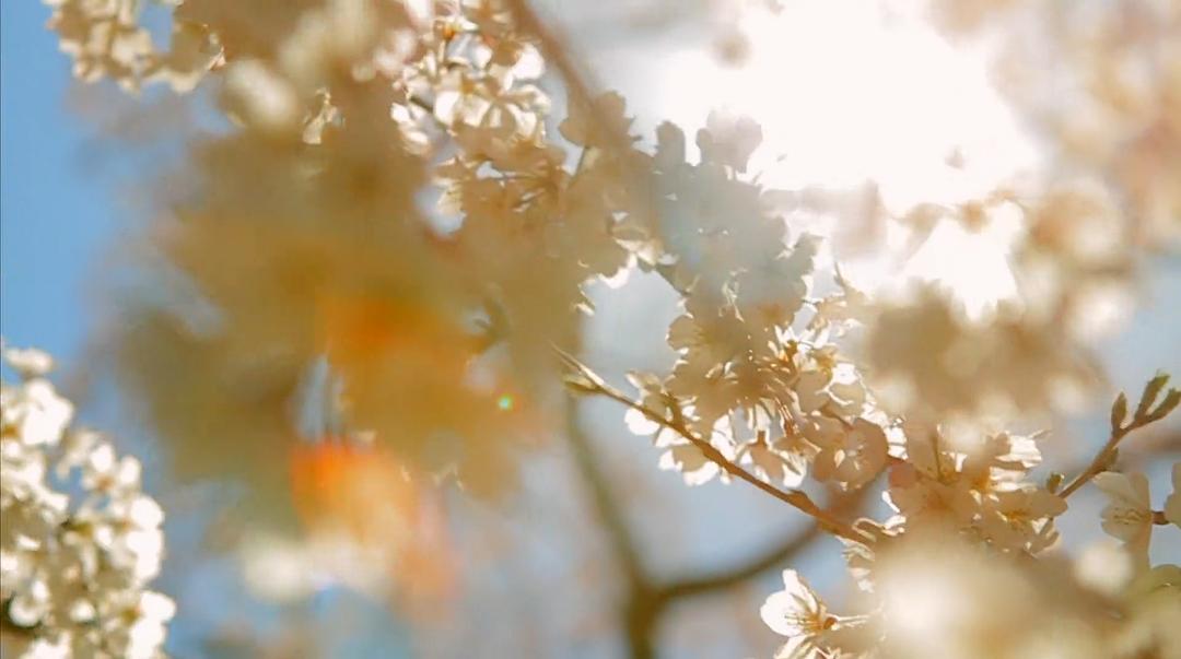 海啸与樱花 The Tsunami and the Cherry Blossom