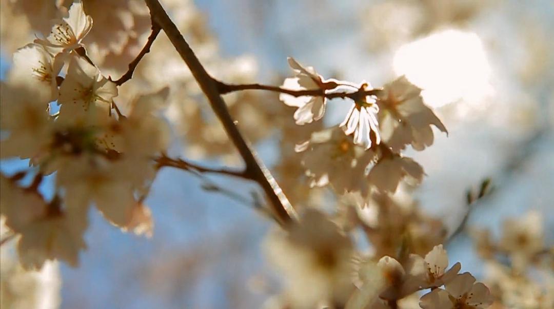 海啸与樱花 The Tsunami and the Cherry Blossom
