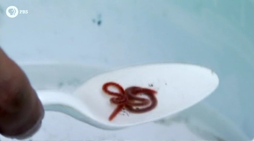 蚂蚁专家 Lord of the Ants