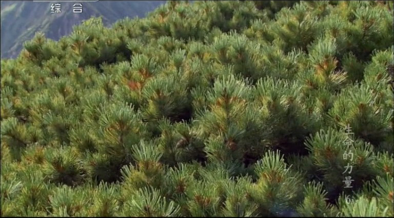 生命的力量 Life Force