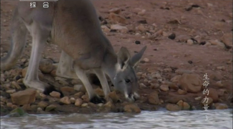 生命的力量 Life Force