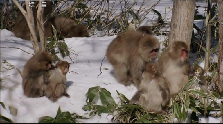 生命的力量 Life Force