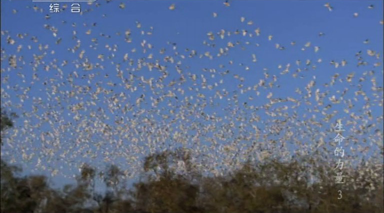 生命的力量 Life Force