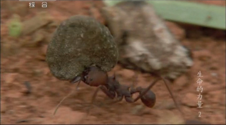 生命的力量 Life Force