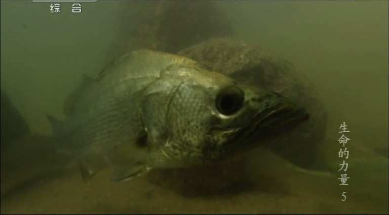 生命的力量 Life Force