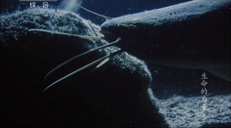 生命的力量 Life Force