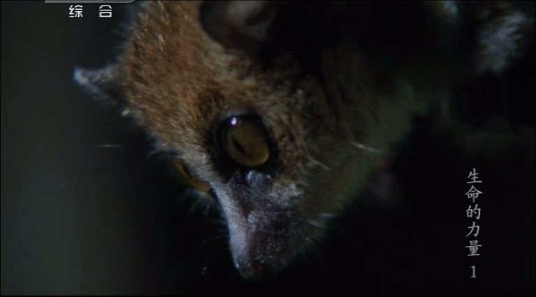 生命的力量 Life Force