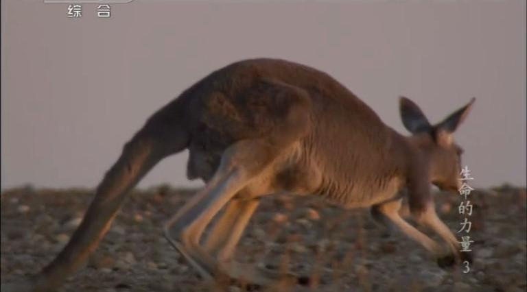生命的力量 Life Force