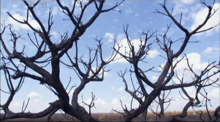 生命的力量 Life Force