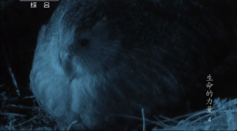 生命的力量 Life Force