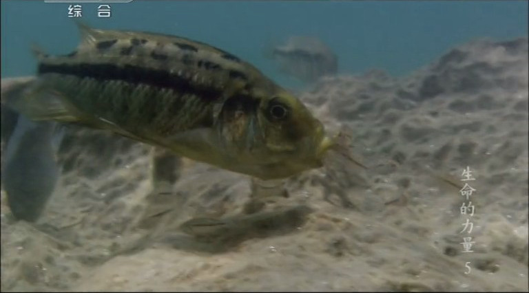 生命的力量 Life Force