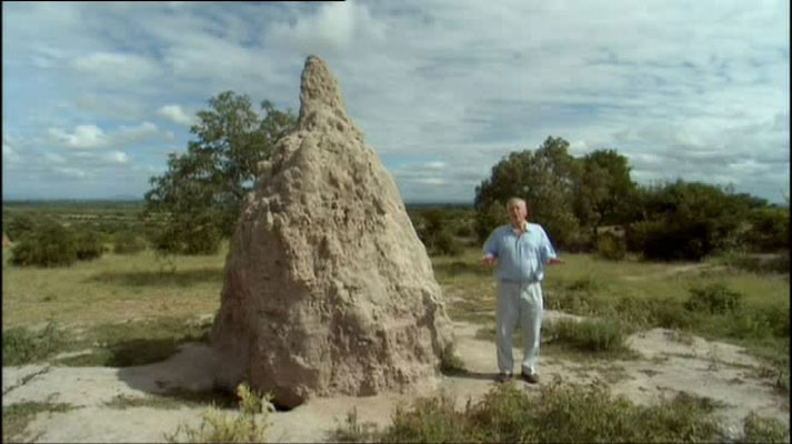 灌丛下的生命 Life in the Undergrowth