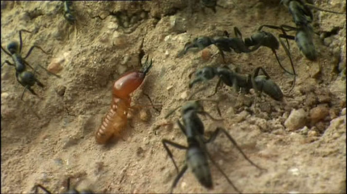 灌丛下的生命 Life in the Undergrowth