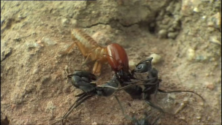 灌丛下的生命 Life in the Undergrowth