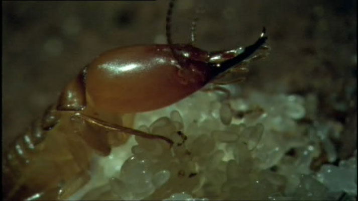 灌丛下的生命 Life in the Undergrowth