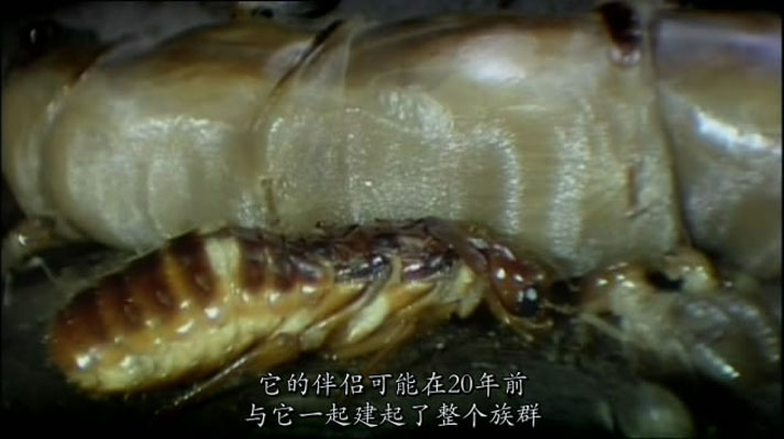 灌丛下的生命 Life in the Undergrowth