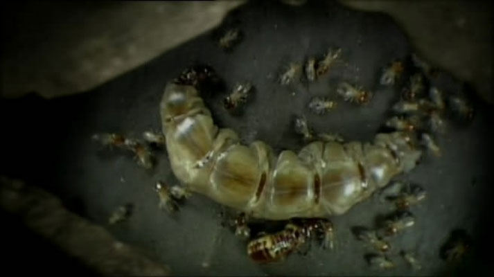 灌丛下的生命 Life in the Undergrowth