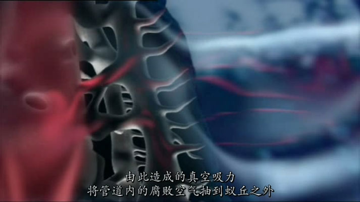 灌丛下的生命 Life in the Undergrowth