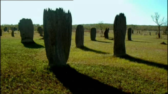 灌丛下的生命 Life in the Undergrowth