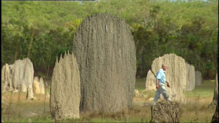 灌丛下的生命 Life in the Undergrowth