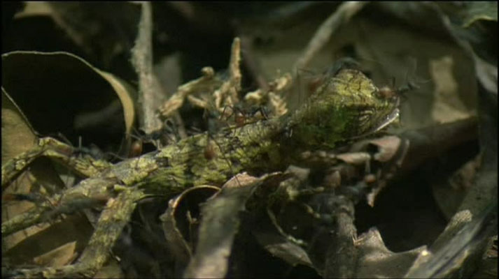 灌丛下的生命 Life in the Undergrowth