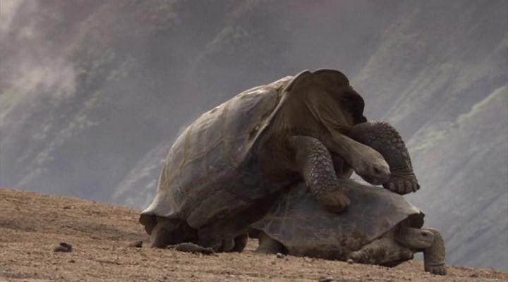 冷血生命 Life In Cold Blood