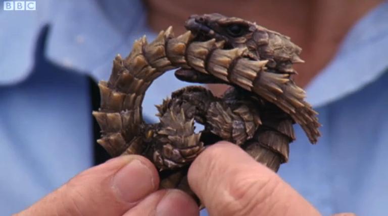 冷血生命 Life In Cold Blood