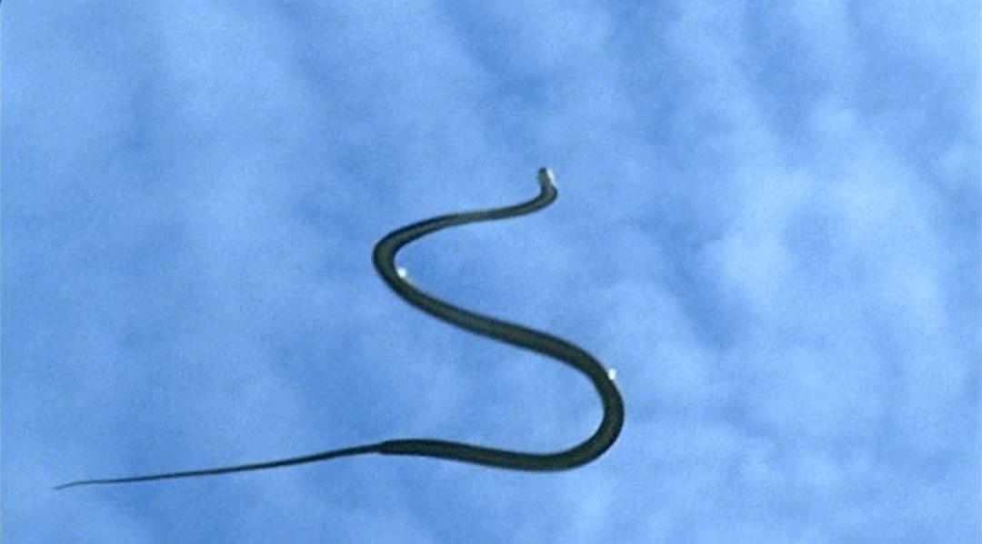 冷血生命 Life In Cold Blood