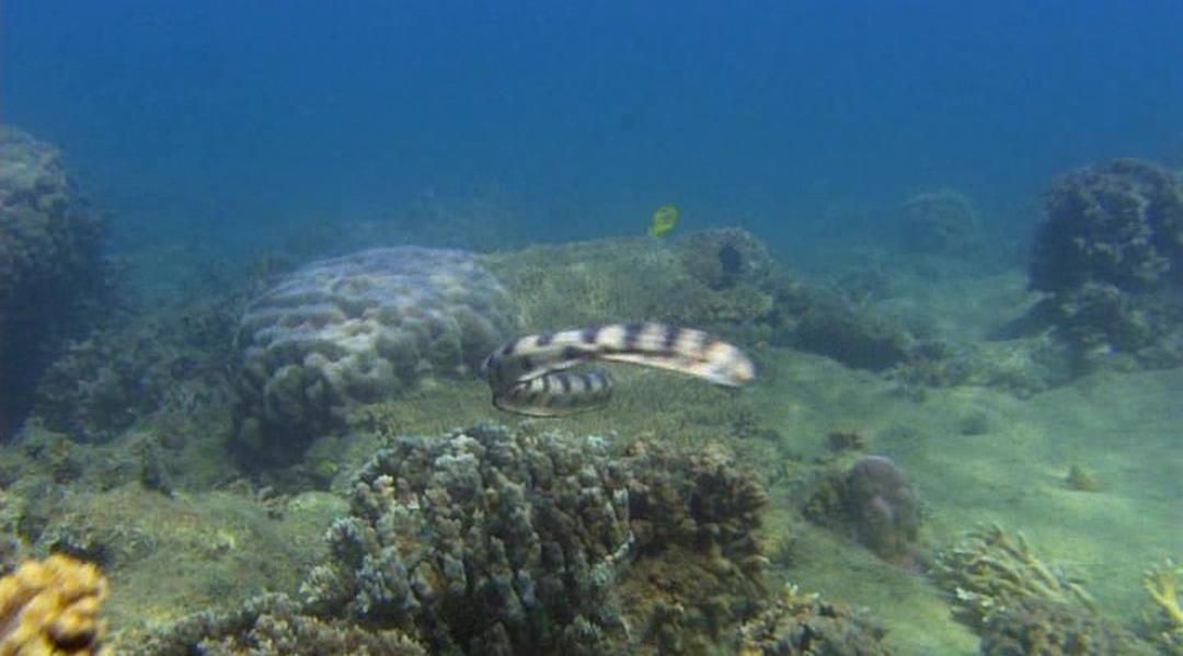 冷血生命 Life In Cold Blood