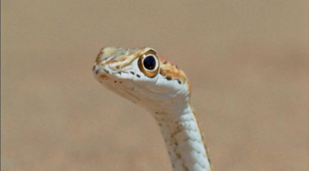 冷血生命 Life In Cold Blood