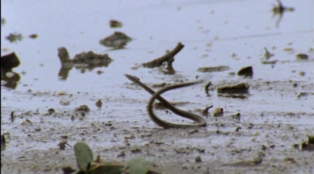 冷血生命 Life In Cold Blood