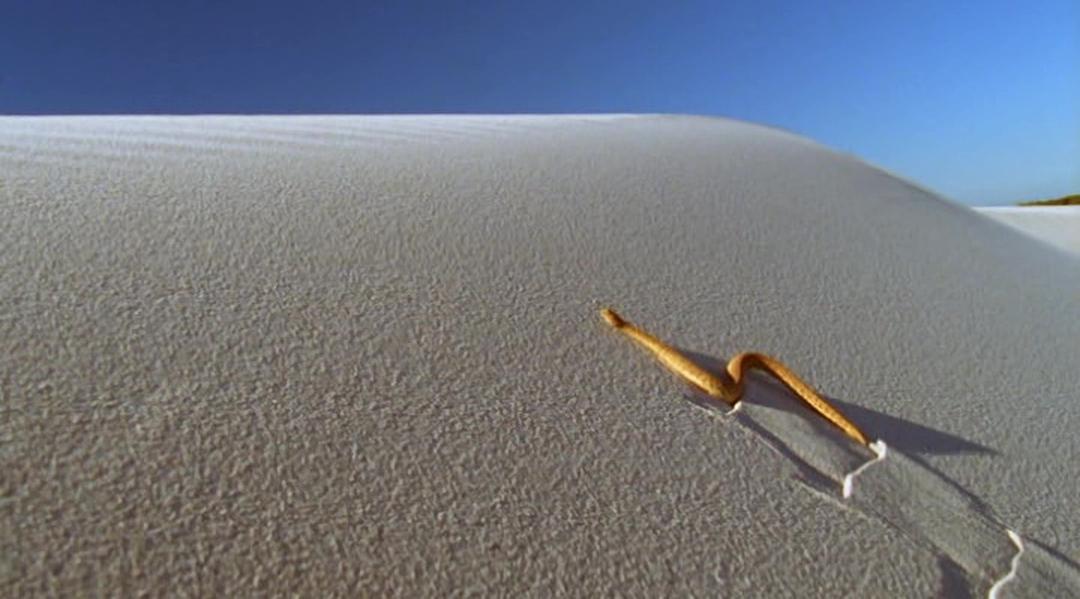 冷血生命 Life In Cold Blood