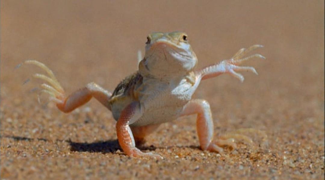 冷血生命 Life In Cold Blood