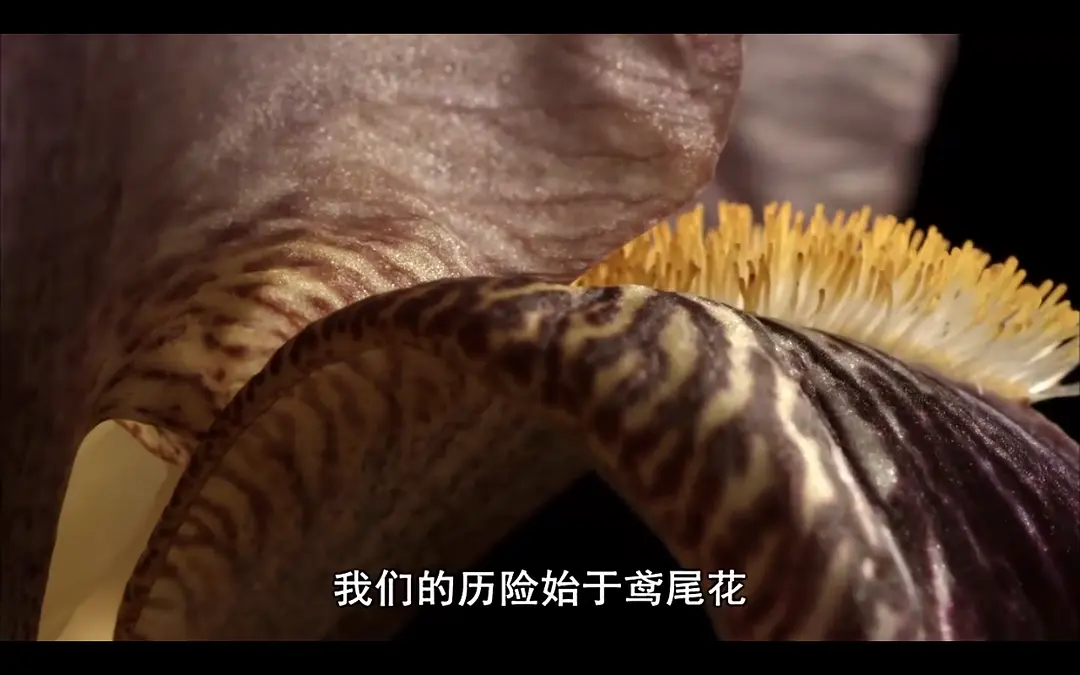 卡罗尔·克莱恩的植物巡礼 Carol Klein's Plant Odysseys