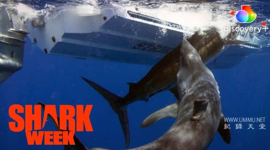 巨型灰鲭鲨黎明 Dawn of the Monster Mako