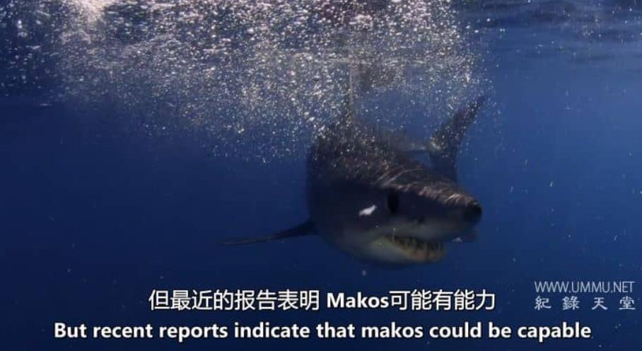 巨型灰鲭鲨黎明 Dawn of the Monster Mako